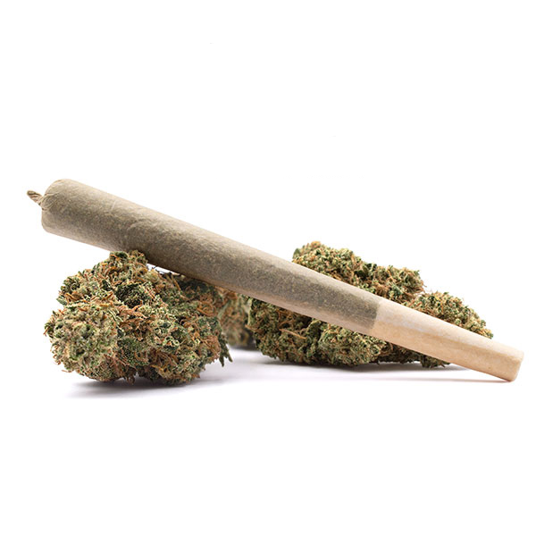Pre Roll (x2) 🎁